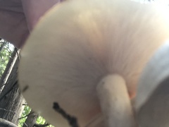 Melanoleuca verrucipes