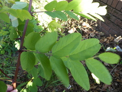 Robinia pseudoacacia