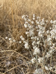 Eriogonum niveum