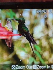Heliodoxa imperatrix