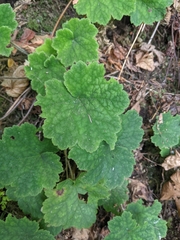 Tellima