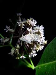 Aglossa pinguinalis