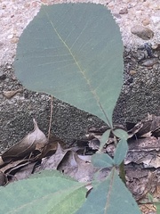 Carya texana