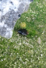 Macroscytus brunneus