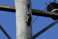 Xiphidiopicus percussus