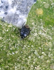 Macroscytus brunneus