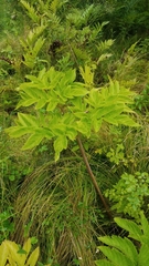 Angelica atropurpurea