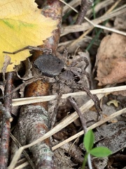 Alopecosa inquilina