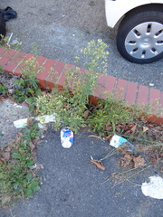 Erigeron sumatrensis