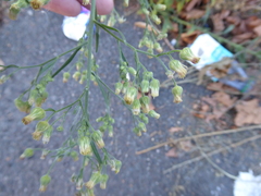 Erigeron sumatrensis