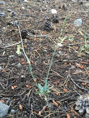 Boechera platysperma