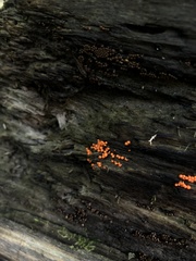 Hemitrichia decipiens