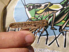 Locusta migratoria