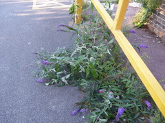Buddleja davidii