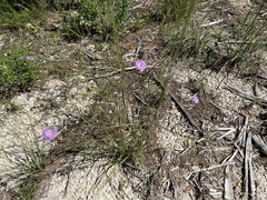 Agalinis edwardsiana