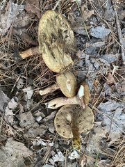 Suillus elbensis