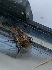 Hemiptera