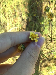 Hymenothrix dissecta