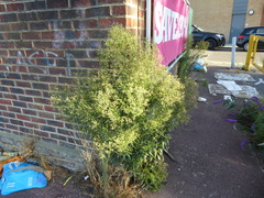 Erigeron sumatrensis