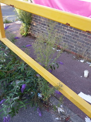 Erigeron sumatrensis