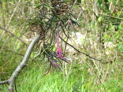 Tillandsia aeranthos