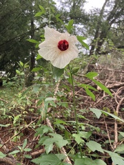 Hibiscus aculeatus