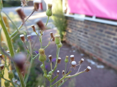 Erigeron sumatrensis