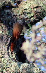 Lepidocolaptes leucogaster