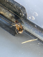 Hemiptera
