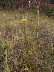 Galatella linosyris