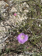 Agalinis edwardsiana