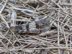 Oedipoda