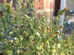 Erigeron sumatrensis