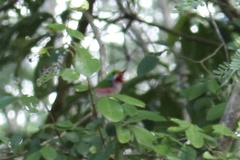 Todus multicolor