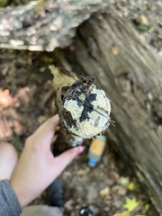 Annulohypoxylon truncatum