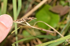 Carex panicea