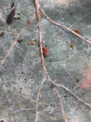 Neuroterus anthracinus