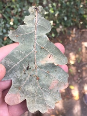 Neuroterus anthracinus