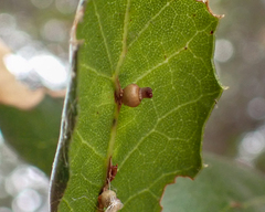 Callirhytis serricornis
