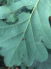 Neuroterus anthracinus