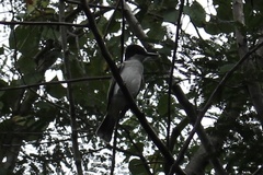 Tyrannus caudifasciatus