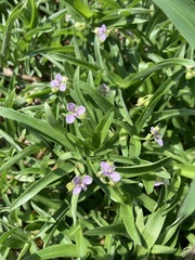 Murdannia keisak