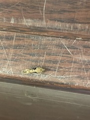 Scrobipalpa costella