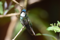 Lampornis castaneoventris