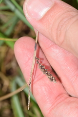 Carex panicea