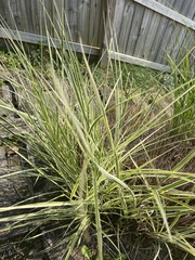 Miscanthus sinensis