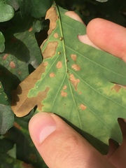 Neuroterus anthracinus