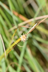 Carex lepidocarpa