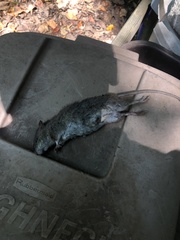 Rattus norvegicus