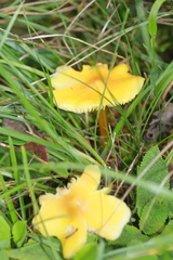 Hygrocybe